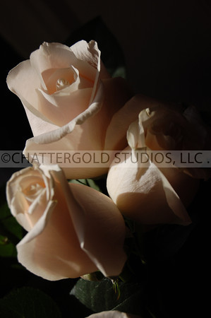 Photo 365:  A Rose By Any Other Name