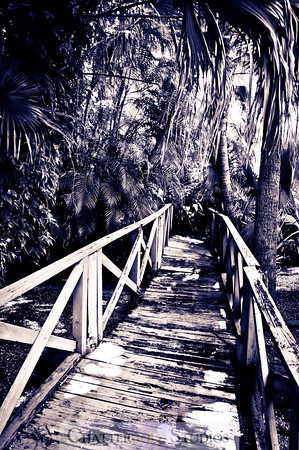 Photo 365:  Into the Jungle