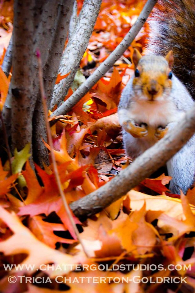 A Squirrel For Your Thoughts